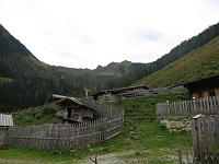 Alpenrosenalm