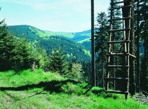 Landschaft im Thringer Wald